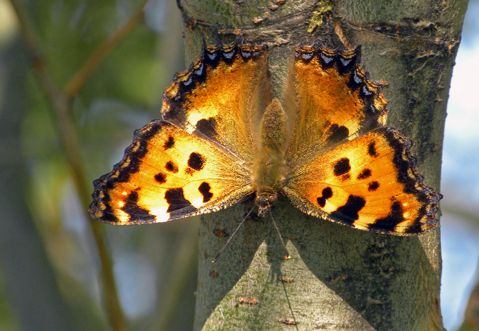 Beobachtung von Schmetterlingen.Eine Tour im Juni